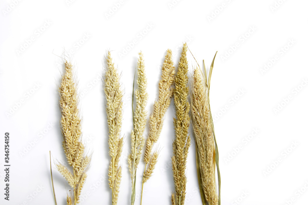 Foto de Dried Foxtail millet, scientific name Setaria italica (synonym