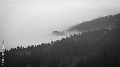 Brouillard au dessus de la forêt