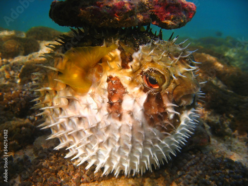 fugu fish underwater 