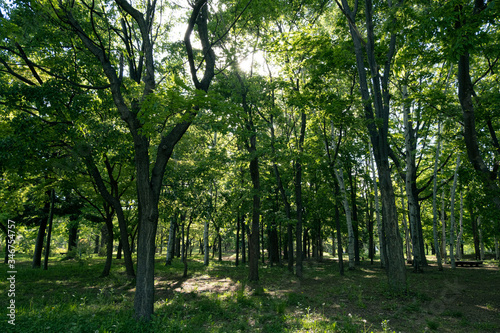                                        Trees in Nakajima Park and sunlight through the trees   Sapporo      