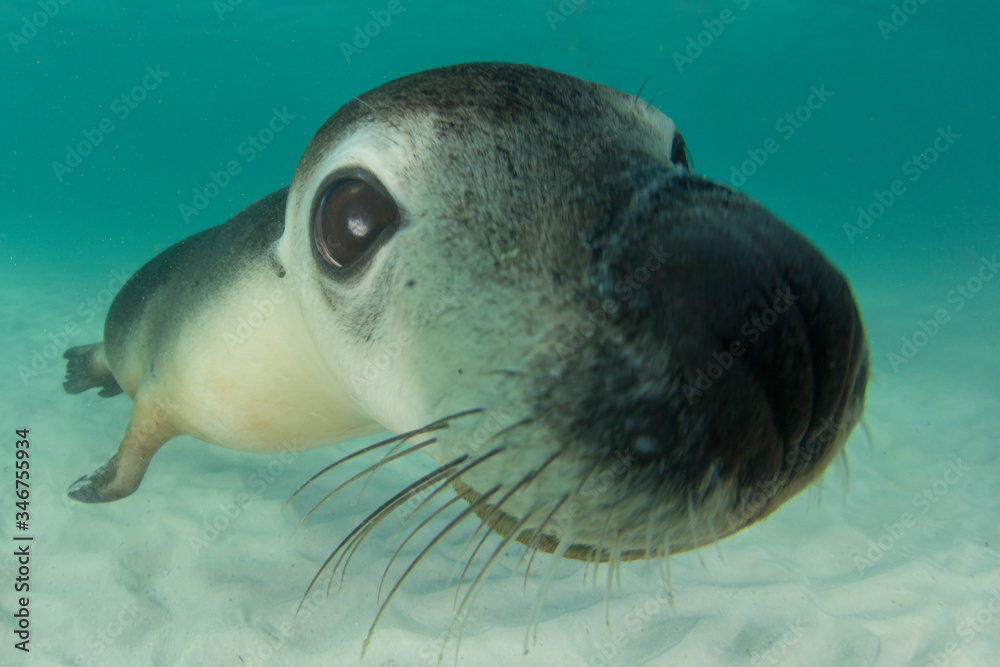 Australian Sea Lion underwater portrait photo Australian Sea Lion underwater portrait photo