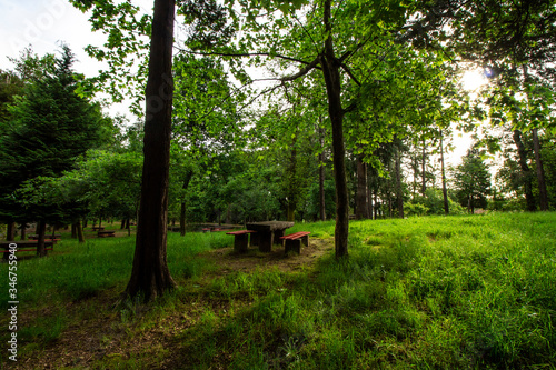 morning in the forest