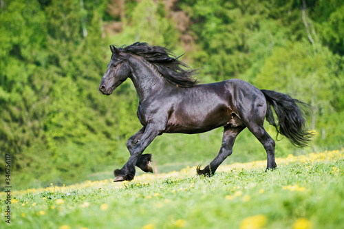 Black friesian stallion gallops at sunset summer