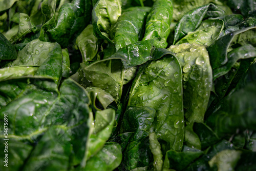 Wet spinach leaves full image background closeup