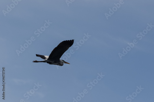 HERON - Wild bird in flight against the sky