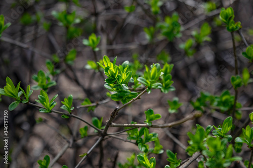 Small young leaves growing during spring
