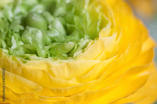 Ranunculus flower over paper background photo