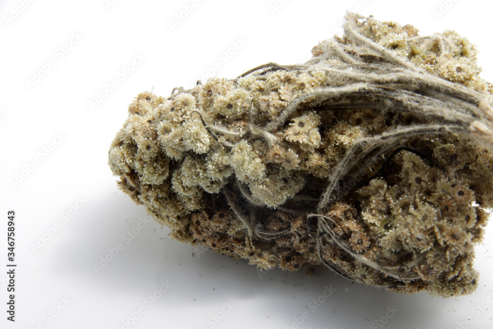 Close up shot of dried Anaphalis javanica or Javanese edelweiss, a flowering plant species endemic to Indonesia.