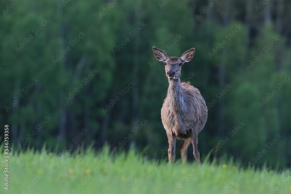 Wildlife scene with red deer, Czech. European deer, walking in the grass. roe in a natural habitat. Cervus elaphus Wildlife scene with red deer, Czech. European deer, walking in the grass. roe in a natural habitat. Cervus elaphus