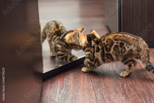 Cute curious bengal kitten looking into the mirror