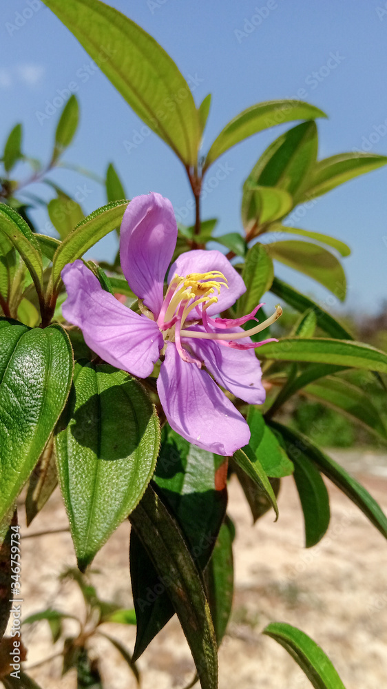 pink flowers of a lilac