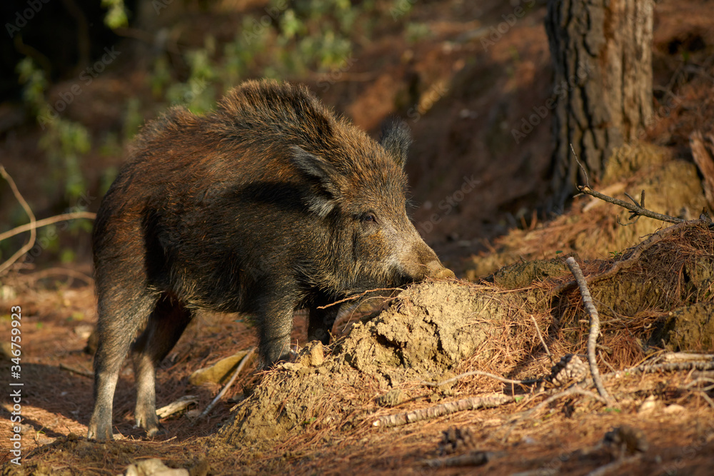 European wild boar (Sus scrofa) searching for food in the Sierra de las Nieves, Malaga. Spain European wild boar (Sus scrofa) searching for food in the Sierra de las Nieves, Malaga. Spain