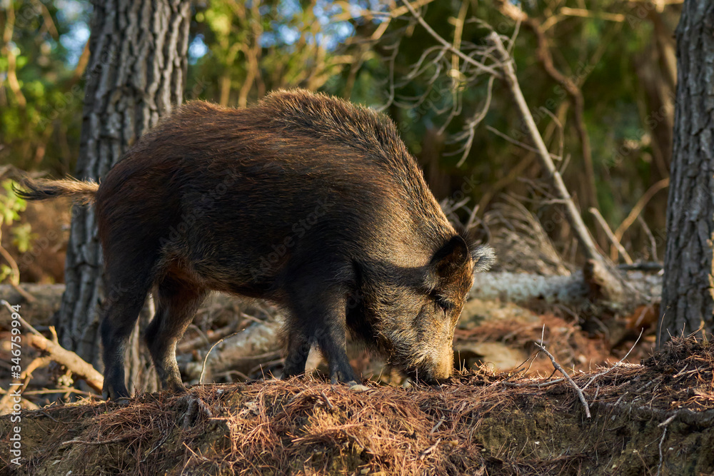 European wild boar (Sus scrofa) searching for food in the Sierra de las Nieves, Malaga. Spain European wild boar (Sus scrofa) searching for food in the Sierra de las Nieves, Malaga. Spain