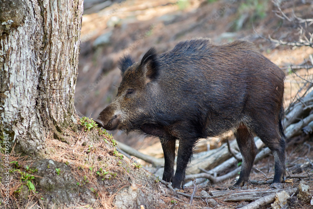 European wild boar in profile smelling a log in the Sierra de las Nieves in Malaga. Spain European wild boar in profile smelling a log in the Sierra de las Nieves in Malaga. Spain