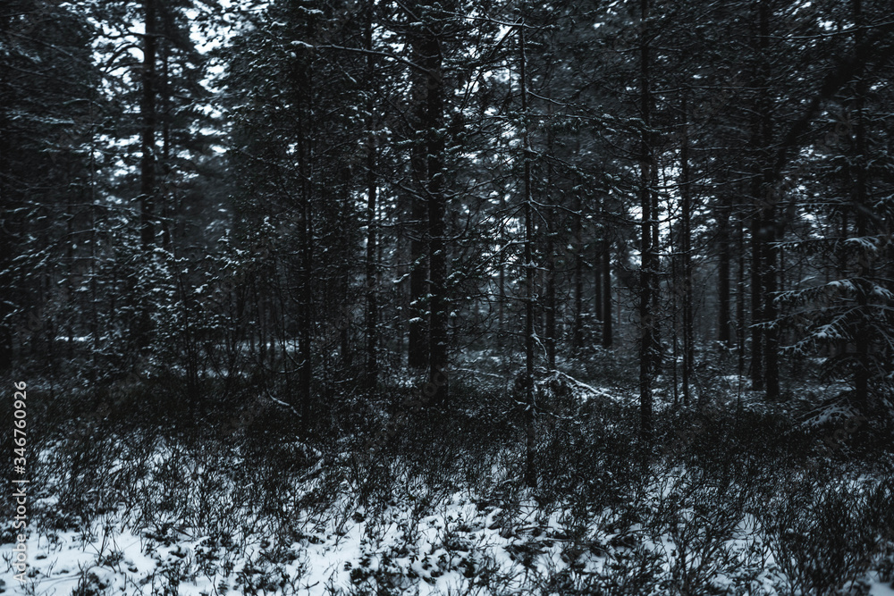 forest of lahti in winter forest of lahti in winter
