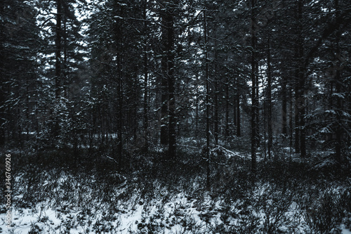 forest of lahti in winter