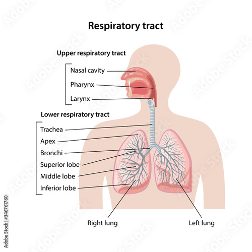 Human respiratory system with description of the upper and lower respiratory tracts. Anatomical vector illustration in flat style isolated over white background.