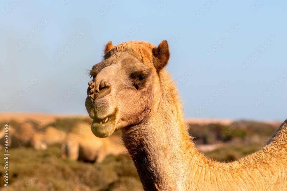 Obraz premium African Camel in the Namib desert. Funny close up.