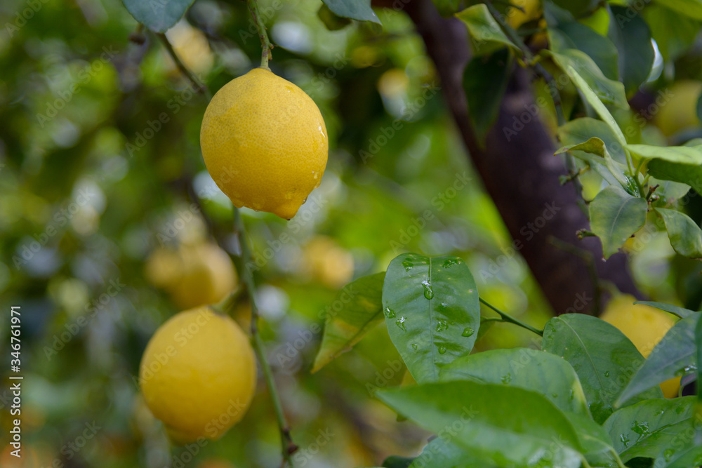 Vista de un limón en el árbol pendiente de recolección. Valencia. España