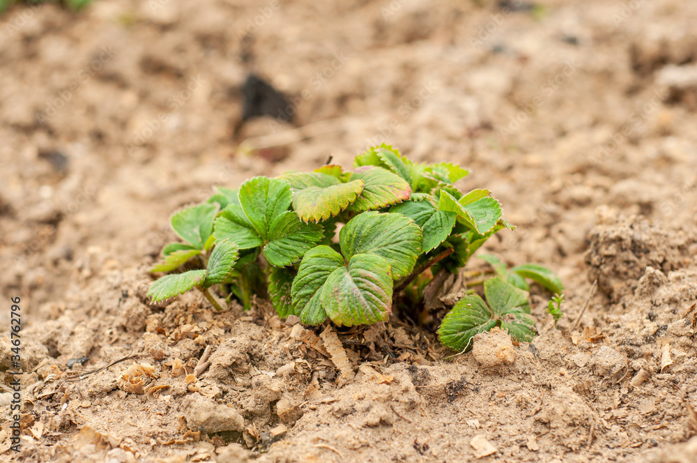 A small bush of strawberries growing in clay and sandy soil of brown color. A small bush of strawberries growing in clay and sandy soil of brown color.