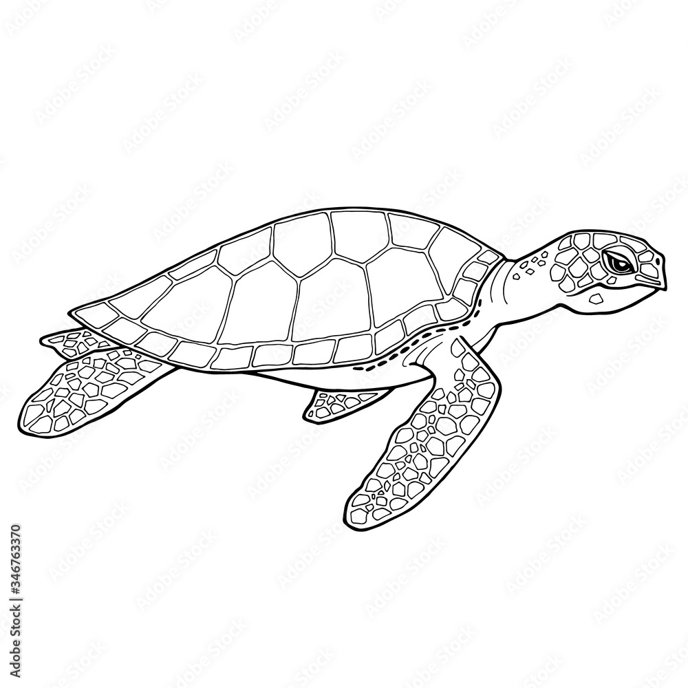 Sea turtle. Black and white image with a black outline. Detailed