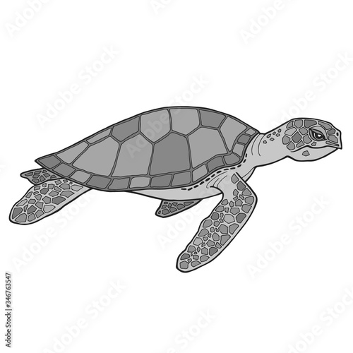 Abstract vector realistic illustration of turtle. Sea tortoise swimming. Image in various gray shades. Side view. Mosaic shell with detailed drawing on fins. Isolated on a white background. 