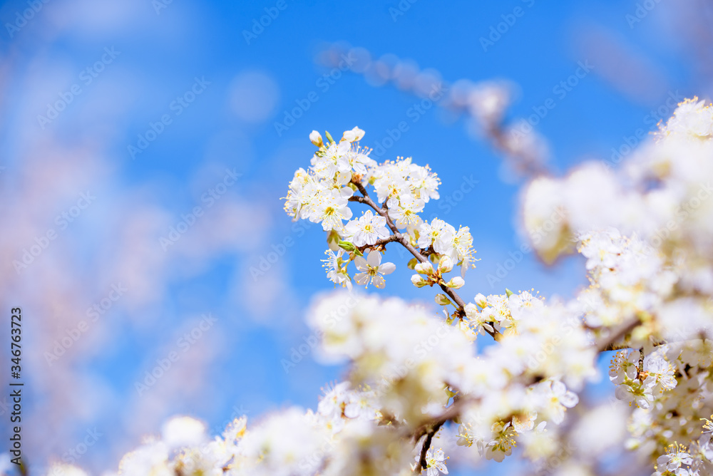 Floating and flying petals of blooming cherry. Leaves fall from a tree against a blue sky. White flowers. beautiful spring card Floating and flying petals of blooming cherry. Leaves fall from a tree against a blue sky. White flowers. beautiful spring card