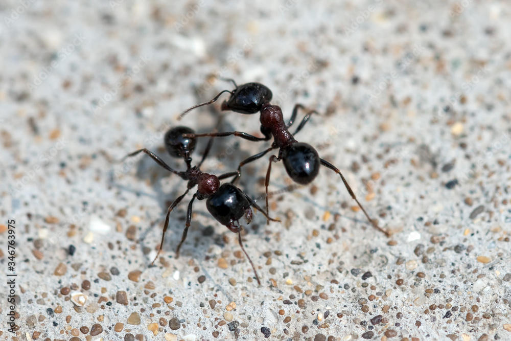Black ants fight. Warriors for survival