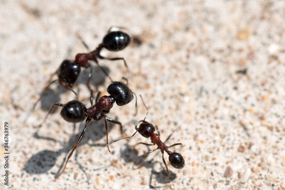 Black ants fight. Warriors for survival