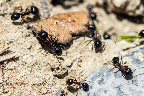 Ants by the anthill at work © Vastram