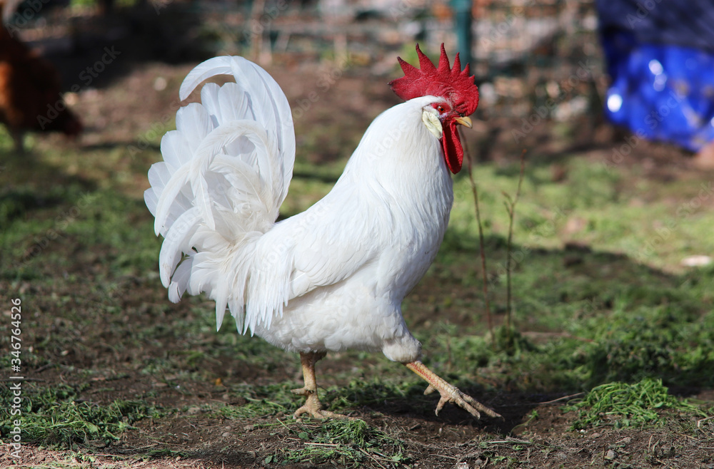 White rooster with a red comb