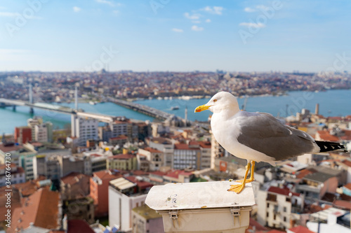 Seagulls at the Galata Building Tower in Istanbul City