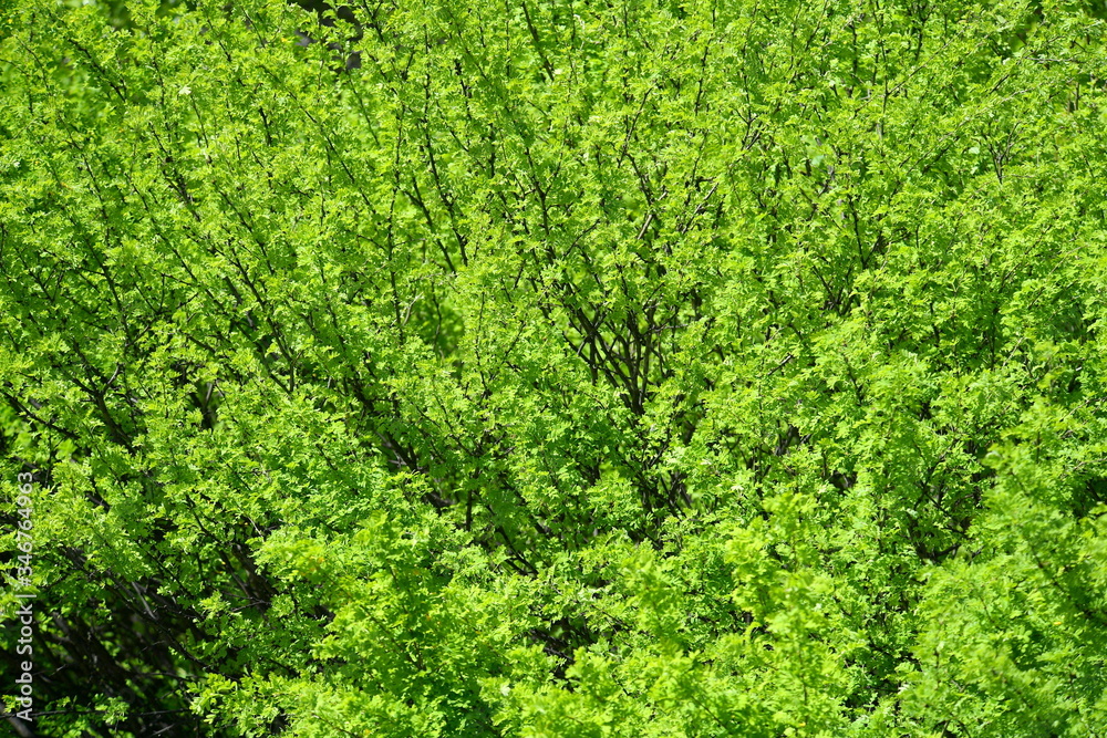 green branches, leafing, green background, green, tree, spring 
