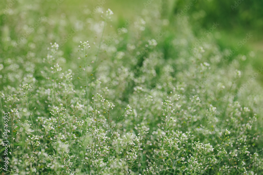 Flowers of Shepherd's purse or Capsella bursa pastoris. Green meadow background or wallpaper. Flowers of Shepherd's purse or Capsella bursa pastoris. Green meadow background or wallpaper.