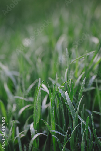 Fresh green grass background. Natural eco concept. Selective focus.