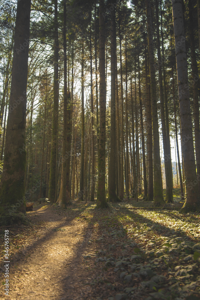 Obraz premium footpath in the woods