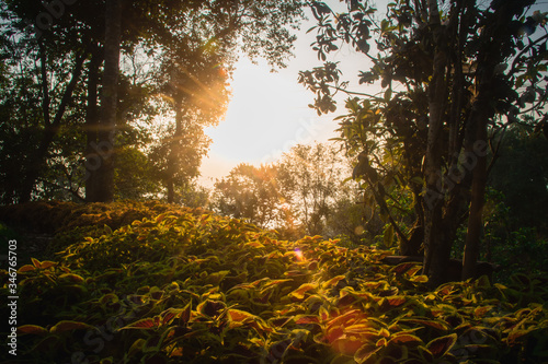 The sun in the morning with the nature, forests and coffee trees.