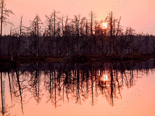 Marsh lake in Spring with dead tree silhouettes and reflections on water and sun in the background
