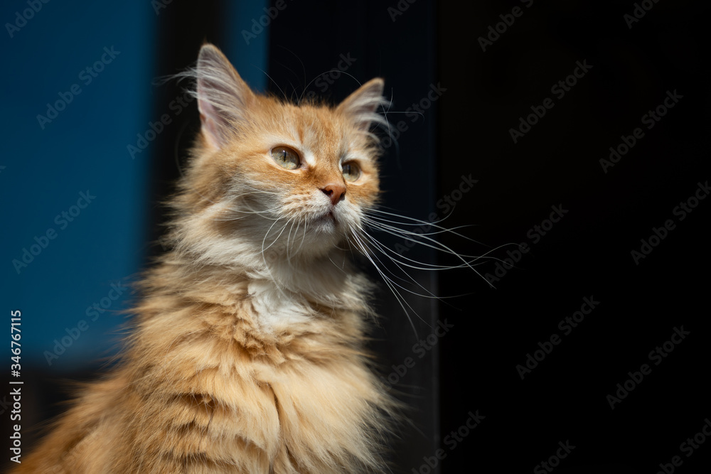 portrait of a cute ginger cat at home in the sun