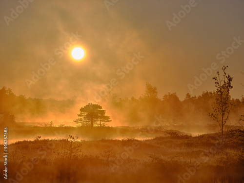 Misty Autumn morning with forest silhouette in the background © Agris
