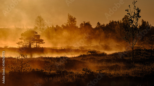Misty Autumn morning with forest silhouette in the background