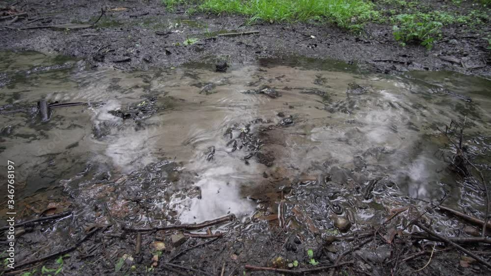 A small stream formed during the rain in the forest, close up. A small stream formed during the rain in the forest, close up.