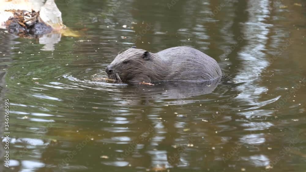 A large huge beaver in a pond eats bark from a tree and then swims for new prey. A gnarled tree peeks out from the water. Close up. Beautiful nature
A large huge beaver in a pond eats bark from a tree and then swims for new prey. A gnarled tree peeks out from the water. Close up. Beautiful nature