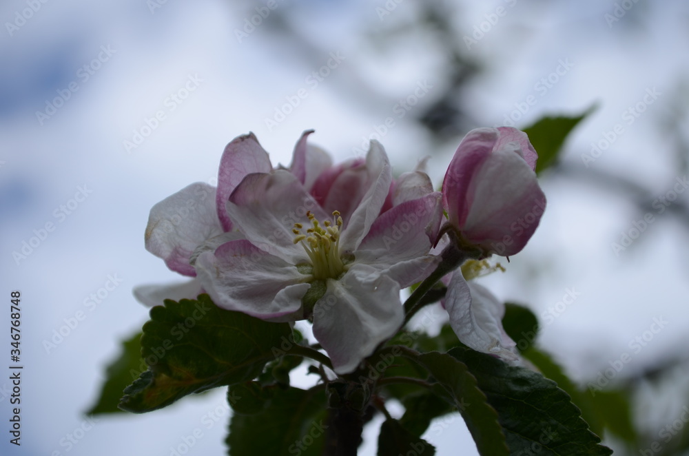 apple blossoms in spring on white background apple blossoms in spring on white background