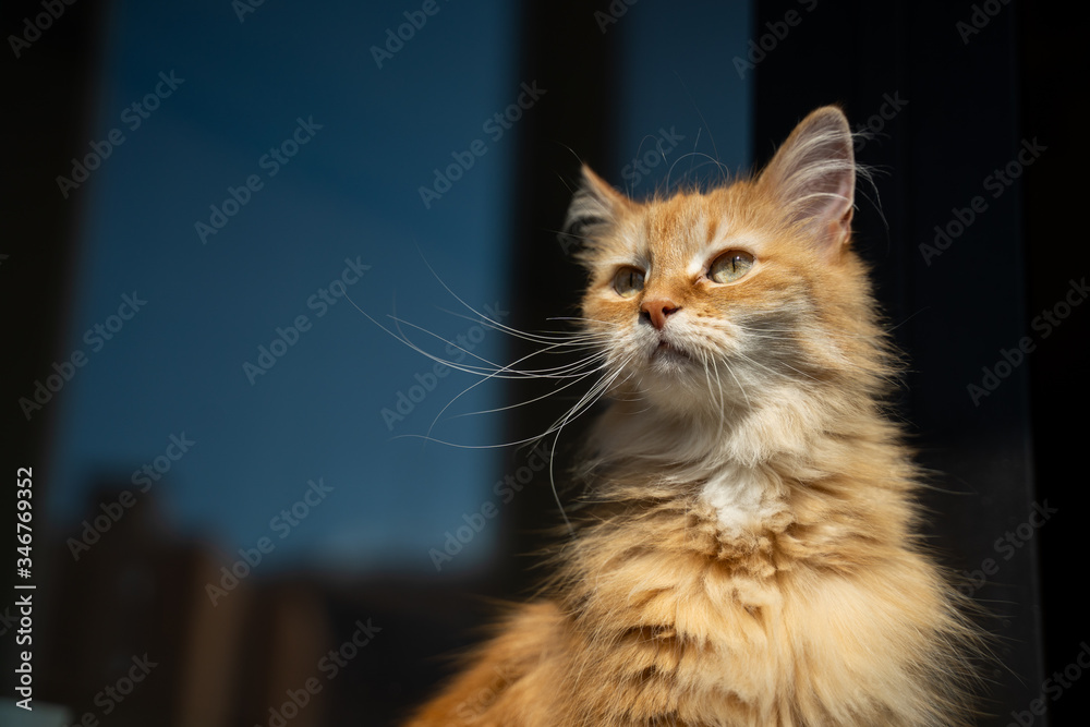 portrait of a cute ginger cat at home in the sun