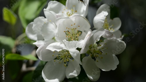 Bumble bee and sweat bee flying around apple tree blossom and feeding on it