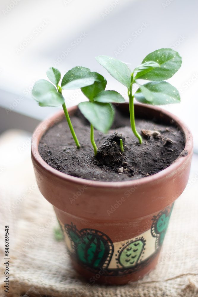 lemon tree in a florwer pot lemon tree in a florwer pot