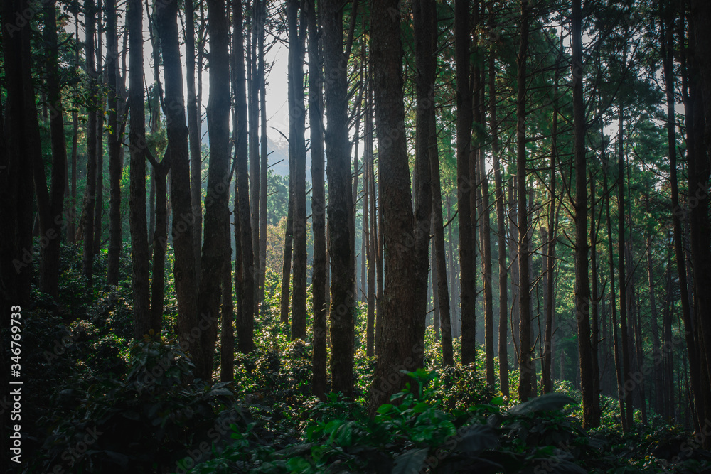 Fototapeta premium The sun in the morning with the nature, forests and coffee trees.