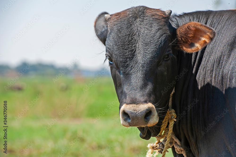 Closeup head of domestic african egyptian cattle livestock Closeup head of domestic african egyptian cattle livestock