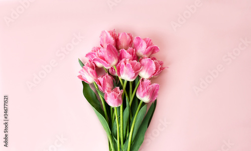 Closeup at beautiful bouquet of pink tulips at the centre of pink background, copy space, summer and mothers day concept.